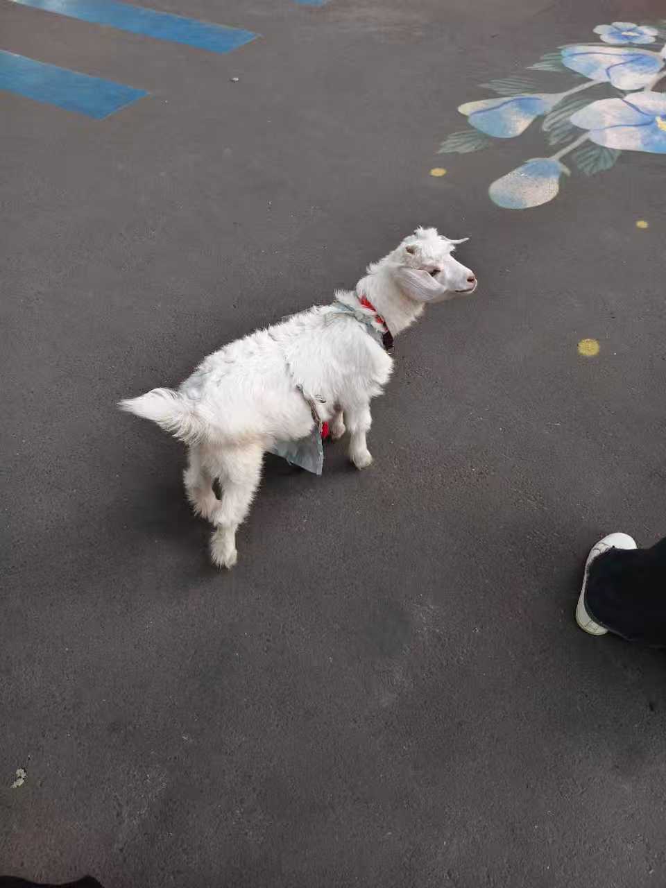 Day1 伊宁 六星街夜市